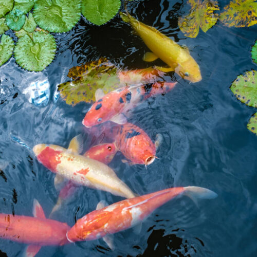 koi-carps-pond-colorful-koi-carps